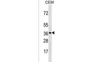OR3A3 Antibody (C-term) (ABIN1536952 and ABIN2850317) western blot analysis in CEM cell line lysates (35 μg/lane). (OR3A3 Antikörper  (C-Term))