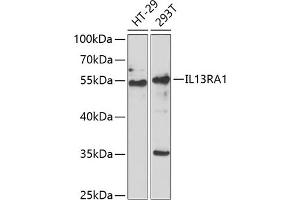 Western blot analysis of extracts of various cell lines, using IL13R antibody (ABIN6128084, ABIN6142309, ABIN6142310 and ABIN6222321) at 1:1000 dilution. (IL13 Receptor alpha 1 Antikörper  (AA 22-343))