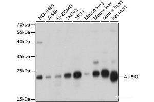 Western blot analysis of extracts of various cell lines using ATP5O Polyclonal Antibody at dilution of 1:1000. (ATP5O Antikörper)