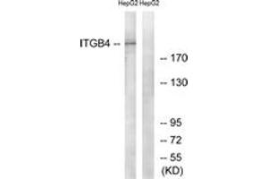 Western blot analysis of extracts from HepG2 cells, treated with PMA 125ng/ml 30', using Integrin beta4 (Ab-1510) Antibody.