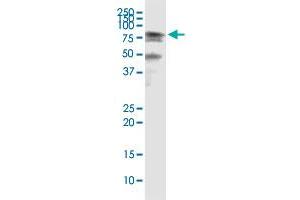 Immunoprecipitation of HSPA2 transfected lysate using mouse monoclonal anti-HSPA2 and Protein A Magnetic Bead ( U0007 ), and immunoblotted with rabbit polyclonal anti-HSPA2. (HSPA2 (Human) IP-WB Antibody Pair)