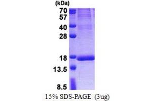 ISOC2 Protein (AA 59-205) (His tag)