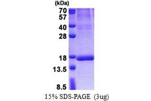 SDS-PAGE (SDS) image for Isochorismatase Domain Containing 2 (ISOC2) (AA 59-205) protein (His tag) (ABIN5853185)