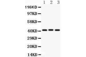 Anti- GATA5 antibody, Western blotting All lanes: Anti GATA5  at 0. (GATA5 Antikörper  (AA 1-397))