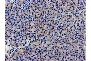 Immunohistochemical staining of paraffin-embedded Human pancreas tissue using anti-LPL mouse monoclonal antibody. (Lipoprotein Lipase Antikörper  (AA 28-475))