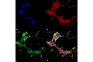 Immunocytochemistry/Immunofluorescence analysis using Mouse Anti-GABA-A Receptor Alpha-1 Monoclonal Antibody, Clone N95/35 (ABIN863139). (GABRA1 Antikörper  (AA 355-394))