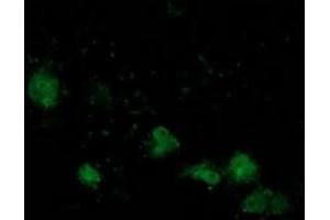 Anti-ATP6V1B1 mouse monoclonal antibody (ABIN2454412) immunofluorescent staining of COS7 cells transiently transfected by pCMV6-ENTRY ATP6V1B1 (RC209462). (ATP6V1B1 Antikörper)
