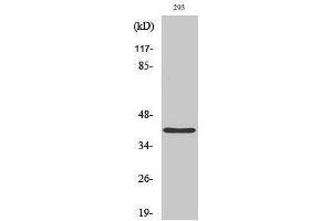 PRPF18 antibody  (Internal Region)