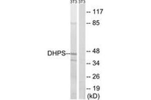 Western blot analysis of extracts from NIH-3T3 cells, using DHPS Antibody. (DHPS Antikörper  (AA 51-100))