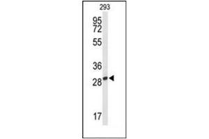 Western blot analysis of PNPO Antibody (C-term) in 293 cell line lysates (35ug/lane). (PNPO Antikörper  (C-Term))