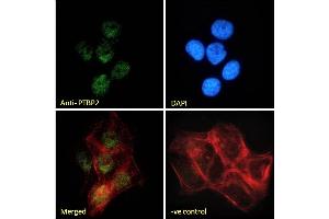 (ABIN238583) Immunofluorescence analysis of paraformaldehyde fixed A431 cells, permeabilized with 0. (PTBP2 Antikörper  (Internal Region))
