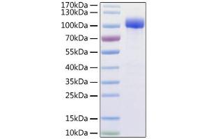 Recombinant Human ACE2 Protein with His and Avi tag was determined by SDS-PAGE with Coomassie Blue, showing a band at 95-110 kDa.
