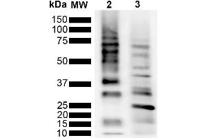 Western Blot analysis of Purified poly-ubiquitin chains showing detection of Multiple Ubiquitin protein using Rabbit Anti-Ubiquitin Monoclonal Antibody, Clone RGL3R (ABIN5695823). (Ubiquitin Antikörper  (Atto 488))