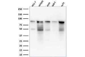 Western Blot Analysis of MCF-7, HEK-293, A549, SKBr3, HeP2 lysate using MCM7 Mouse Monoclonal Antibody (MCM7/1469).