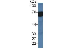 Western Blotting (WB) image for anti-Monoamine Oxidase A (MAOA) (AA 2-497) antibody (ABIN7440716)