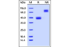 SDS-PAGE (SDS) image for Tumor Necrosis Factor Receptor Superfamily, Member 13C (TNFRSF13C) (AA 10-71) (Active) protein (Fc Tag) (ABIN5526590)