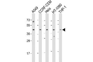 All lanes : Anti-Z Antibody (Center) at 1:1000 dilution Lane 1: A549 whole cell lysate Lane 2: CCRF-CEM whole cell lysate Lane 3: Hela whole cell lysate Lane 4: HT-1080 whole cell lysate Lane 5: THP-1 whole cell lysate Lysates/proteins at 20 μg per lane. (MAZ Antikörper  (AA 295-327))