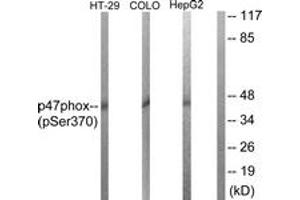 Western Blotting (WB) image for anti-Neutrophil Cytosol Factor 1 (NCF1) (AA 341-390), (pSer370) antibody (ABIN482334) (NCF1 Antikörper  (pSer370))