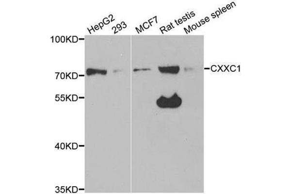 CXXC1 Antikörper