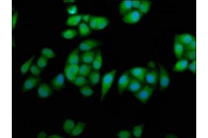 Immunofluorescence staining of Hela cells with ABIN7167824 at 1:233, counter-stained with DAPI.
