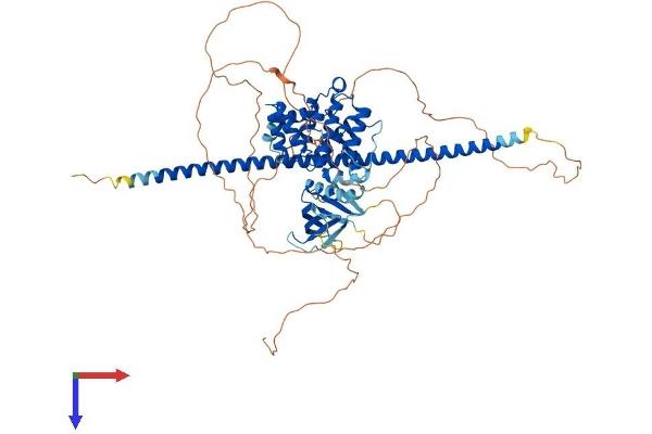 ARHGAP22 Protein (AA 1-698) (His tag)