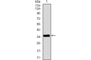 Western Blotting (WB) image for anti-Pancreatic Polypeptide (PPY) (AA 1-95) antibody (ABIN1845879) (PPY Antikörper  (AA 1-95))