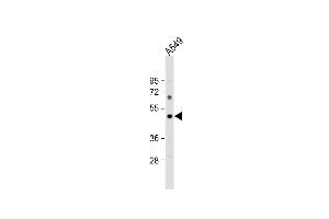 Anti-PTAFR Antibody (C-term) at 1:1000 dilution + A549 whole cell lysate Lysates/proteins at 20 μg per lane. (PTAFR Antikörper  (C-Term))