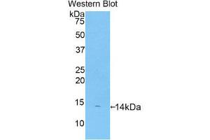 Western Blotting (WB) image for anti-Platelet Factor 4 (PF4) (AA 31-101) antibody (Biotin) (ABIN1172510) (PF4 Antikörper  (AA 31-101) (Biotin))