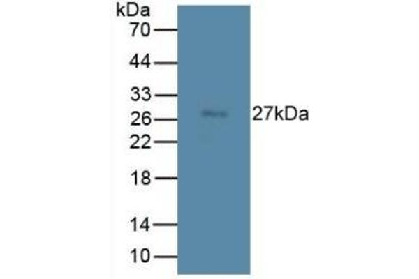 TMEM27 Antikörper  (AA 12-222)