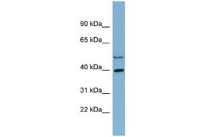 WB Suggested Anti-IDH3A  Antibody Titration: 0. (IDH3A Antikörper  (Middle Region))