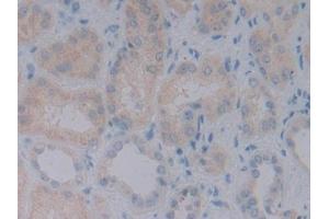 Detection of BMP10 in Human Kidney Tissue using Monoclonal Antibody to Bone Morphogenetic Protein 10 (BMP10) (BMP10 Antikörper  (AA 315-424))