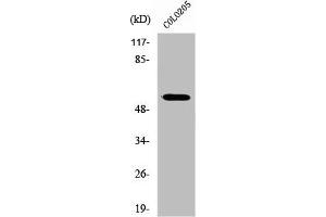 Western Blot analysis of HuvEc cells using ZNF682 Polyclonal Antibody (ZNF682 Antikörper  (N-Term))
