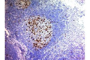 Formalin-fixed, paraffin-embedded human Tonsil stained with CD57 Monoclonal Antibody (NK/804). (CD57 Antikörper)
