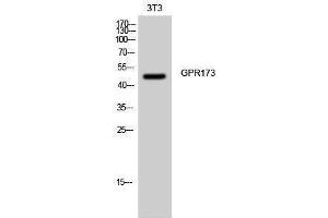 Western Blotting (WB) image for anti-G Protein-Coupled Receptor 173 (GPR173) (Internal Region) antibody (ABIN3175360) (GPR173 Antikörper  (Internal Region))