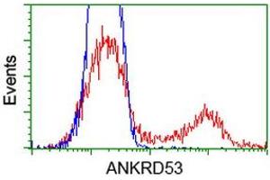 Image no. 4 for anti-Ankyrin Repeat Domain 53 (ANKRD53) (AA 1-300) antibody (ABIN1490718) (ANKRD53 Antikörper  (AA 1-300))