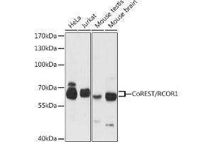 Western blot analysis of extracts of various cell lines, using CoREST/CoREST/RCOR1 antibody (ABIN6128626, ABIN6146830, ABIN6146831 and ABIN6216621) at 1:3000 dilution. (CoREST Antikörper  (AA 256-485))