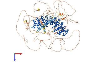 CTNND2 Protein (AA 1-1247) (His tag)