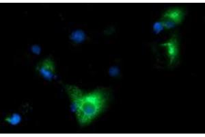 Anti-HP mouse monoclonal antibody (ABIN2453136) immunofluorescent staining of COS7 cells transiently transfected by pCMV6-ENTRY HP (RC223612). (Haptoglobin Antikörper)
