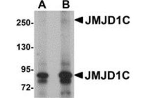 Western Blotting (WB) image for anti-Jumonji Domain Containing 1C (JMJD1C) (N-Term) antibody (ABIN1031424) (JMJD1C Antikörper  (N-Term))