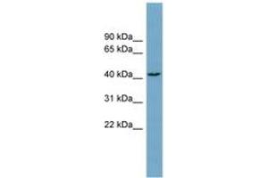 Image no. 1 for anti-DnaJ (Hsp40) Homolog, Subfamily C , Member 25 (DNAJC25) (AA 215-264) antibody (ABIN6743325) (DNAJC25 Antikörper  (AA 215-264))