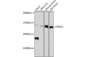 Western blot analysis of extracts of various cell lines, using PI4KA antibody (ABIN7269286) at 1:1000 dilution.