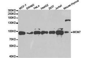 Western Blotting (WB) image for anti-Minichromosome Maintenance Complex Component 7 (MCM7) antibody (ABIN1873668) (MCM7 Antikörper)