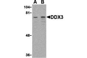 Western Blotting (WB) image for anti-DEAD (Asp-Glu-Ala-Asp) Box Polypeptide 3, X-Linked (DDX3X) (Middle Region) antibody (ABIN1030917) (DDX3X Antikörper  (Middle Region))