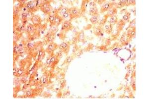 Mouse liver tissue was stained by anti-AdipoR2 (374-386) (Human) Antiserum (Adiponectin Receptor 2 Antikörper  (AA 374-386))