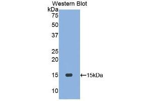Western blot analysis of the recombinant protein. (Motilin Antikörper  (AA 25-112))