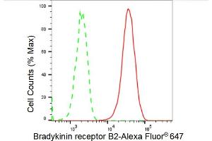 anti-Bradykinin Receptor B2 (BDKRB2) antibody