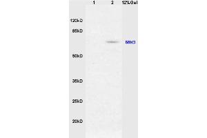 SDS-PAGE (SDS) image for anti-Nuclear Factor (erythroid-Derived 2)-Like 2 (NFE2L2) (pSer40) antibody (ABIN676673)