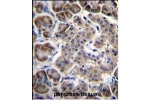 RPL15 Antibody (N-term) (ABIN656699 and ABIN2845932) immunohistochemistry analysis in formalin fixed and paraffin embedded human pancreas tissue followed by peroxidase conjugation of the secondary antibody and DAB staining.