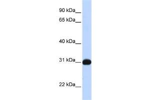 Western Blotting (WB) image for anti-Nuclear Receptor Subfamily 0, Group B, Member 2 (NR0B2) (N-Term) antibody (ABIN2782295)