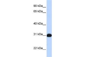 WB Suggested Anti-NR0B2 Antibody Titration:  0. (NR0B2 Antikörper  (N-Term))
